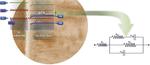 Characterization of the interface between highly conductive Ga:ZnO films and the silicon substrate