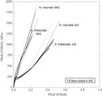 Minor Ampullate Silks from Nephila and Argiope Spiders: Tensile Properties and Microstructural Characterization