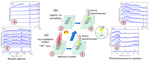 Micro-Raman spectroscopy of near-surface damage in diamond irradiated with 9-MeV boron ions