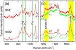 Bioinspired fibers follow the track of natural spider silk